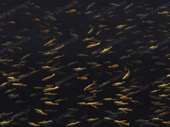 Fishes_color10_pr.jpg